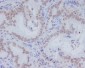 Anti-CD11b ITGAM Rabbit Monoclonal Antibody